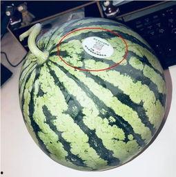 众网红吃瓜,揭秘娱乐圈幕后真相