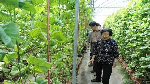 顶流吃瓜番外百度云网盘,独家幕后故事大公开