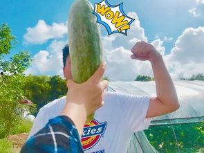 网红吃瓜群众是谁啊视频,揭秘网红“吃瓜群众”背后的故事