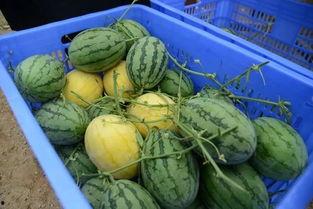 王在在吃瓜网免费官网,热门话题一网打尽