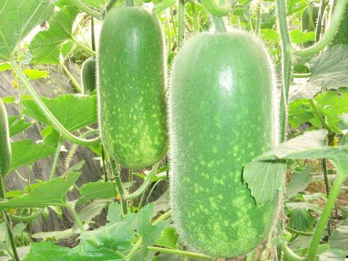 吃瓜网每日大赛mrd,精彩对决，谁将脱颖而出？