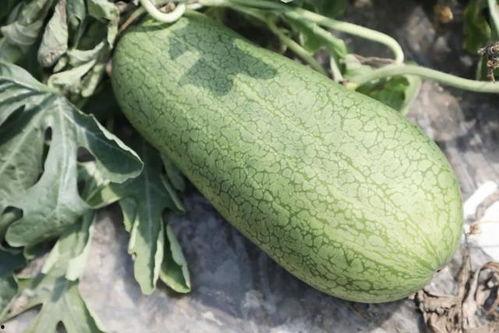 永济哪个网红吃瓜,一场吃瓜界的狂欢盛宴