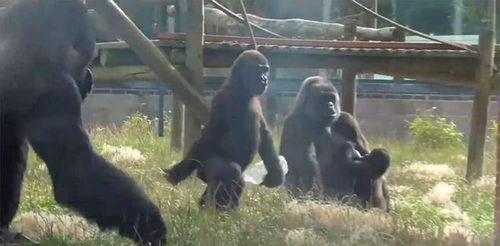 网红吃瓜大猩猩是真的吗