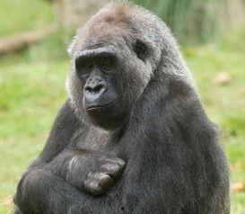 网红吃瓜大猩猩,揭秘动物界的“娱乐圈”风云