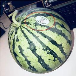 百万网红吃瓜有哪些,揭秘网络热点背后的故事