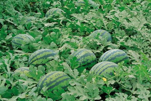 郯城网红吃瓜群微信号是多少