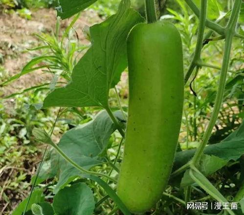 百万网红吃瓜一青,揭秘网红圈幕后故事