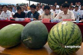 安徽网红八卦吃瓜事件,吃瓜群众热议事件背后真相