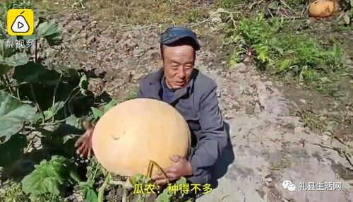 礼县网红吃瓜事件真相是真的吗,真相揭秘，还原事件始末