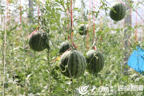 太原网红吃瓜事件视频曝光,揭秘背后真相