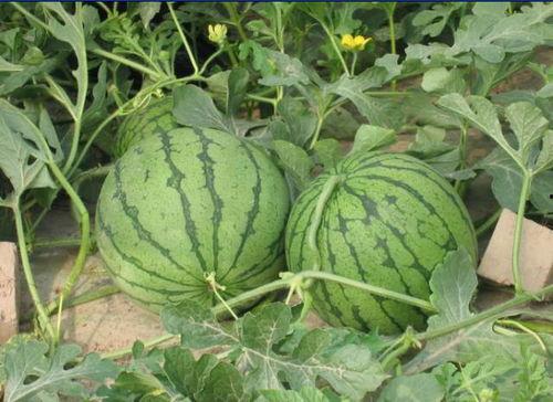 平乡网红吃瓜事件