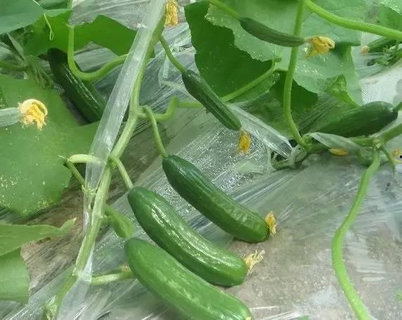 网红丽丽和小伟吃瓜